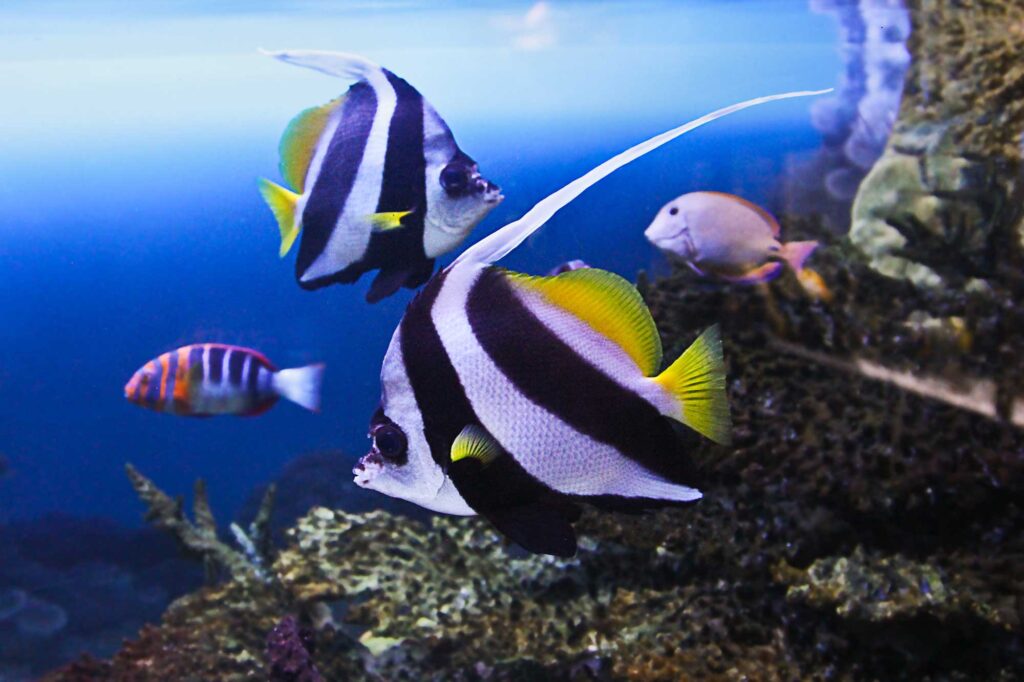 Angel Fish Green Rock Koh Tao