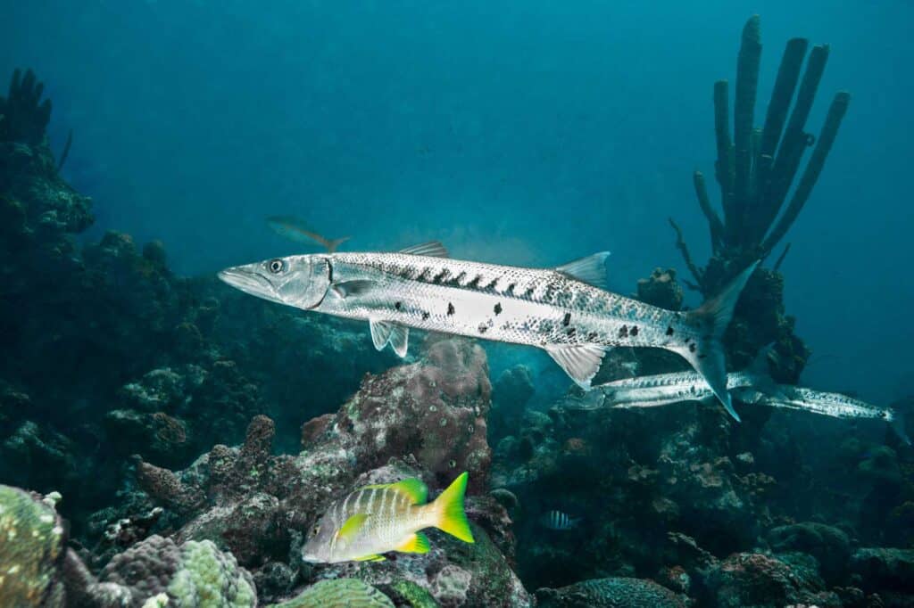 Barracuda swimming on a reef