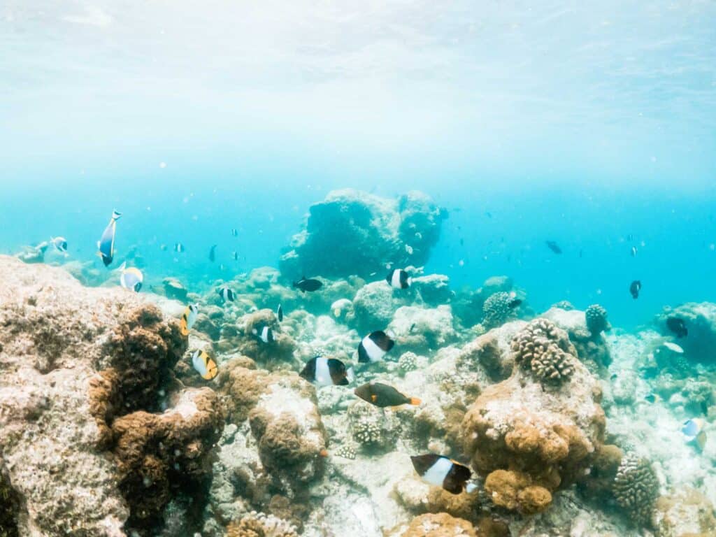 Koh Mah Small Tropical Fish on Coral Reef