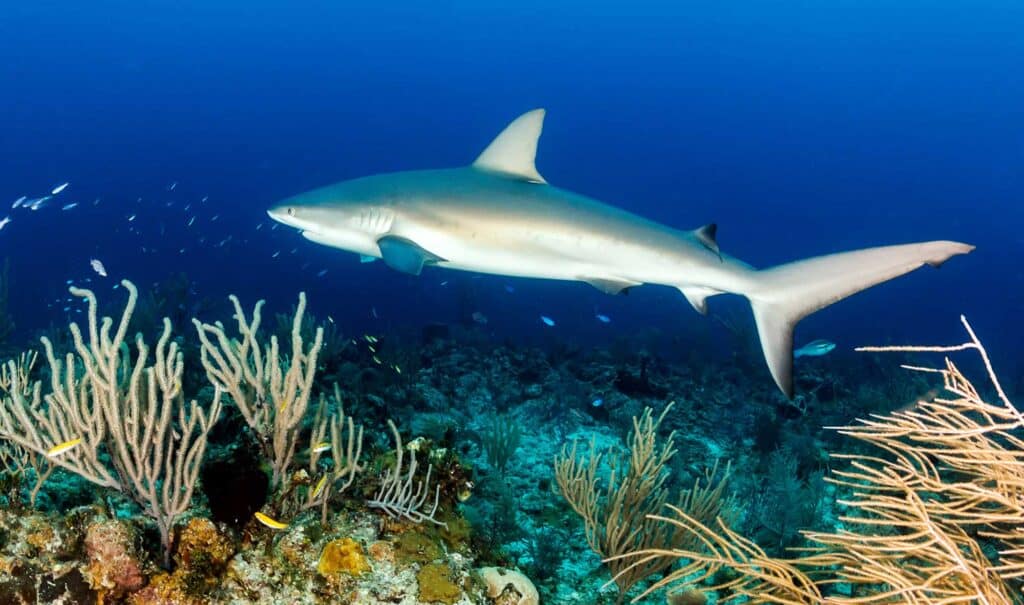 Reef Shark