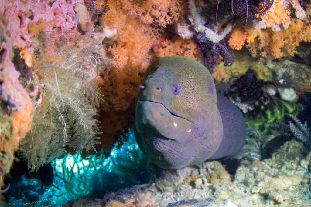 Moray Eel at Hin Ngam Coral Reef