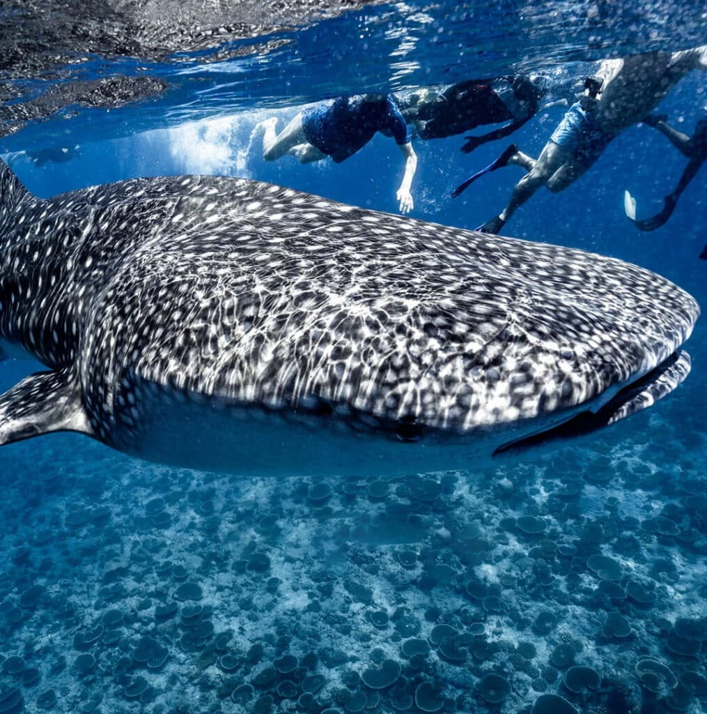 Whale Shark at the Sail Rock Dive Spot