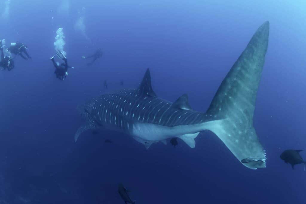 Koh Tao Scuba Divers with Whale Shark