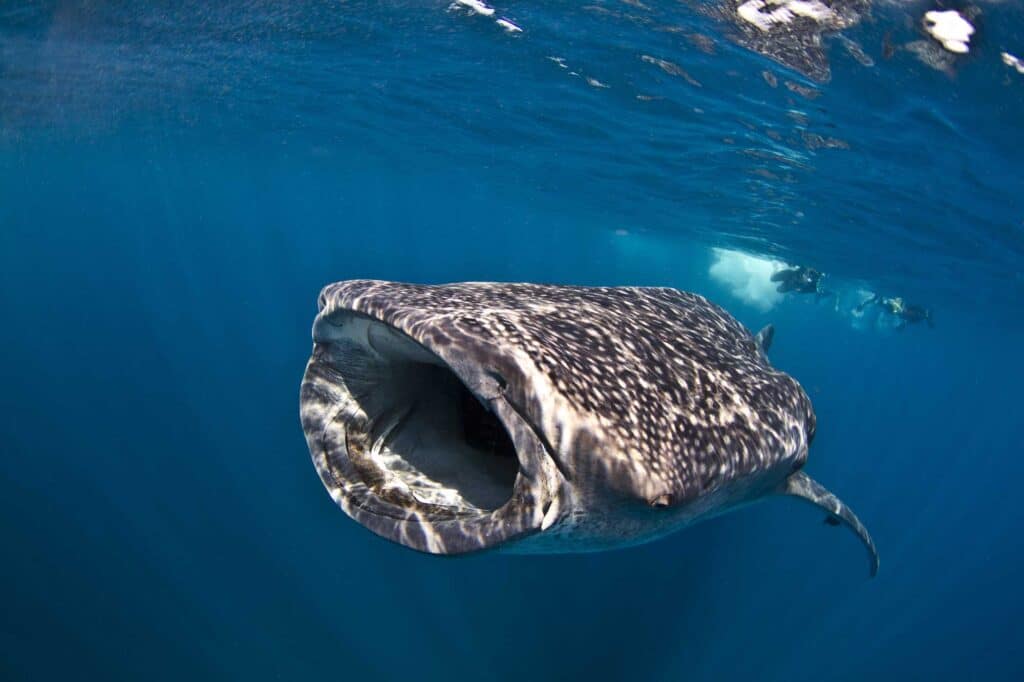 Sail Rock Whale Shark Koh Samui