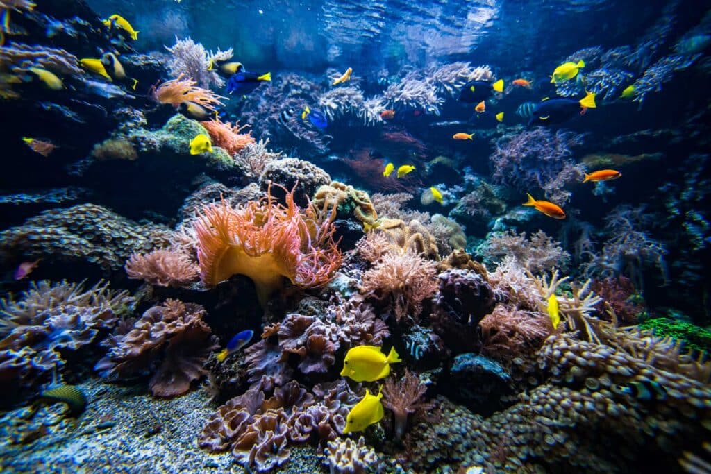 Coral Ree Garden and tropical fish.